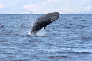 Sperm Whales off Pacific Wave between Bequia and Canouan