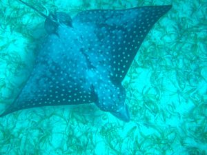 Spotted Eagle Ray swimming beneath SY Pacific Wave in the BVI