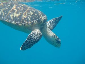 Turtle swimming in the BVI
