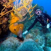 Diving with a White Spotted Filefish