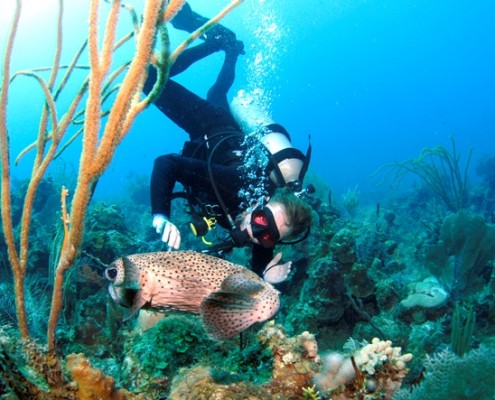 Diving with a Porcuphinefish BVI
