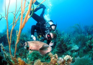 Diving with a Porcupinefish