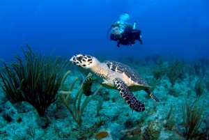 Diving with Turtles in the BVI
