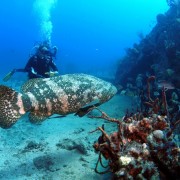 Giant Grouper in the BVI