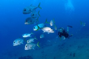 Horse Eyed Jacks Diving from Pacific Wave