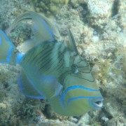 Queen Trigger Fish in the Caribbean Queen Trigger Fish in the Caribbean