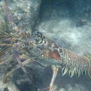 Caribbean Spiny Lobster Caribbean Spiny Lobster