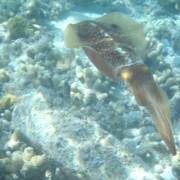 Caribbean Reef Squid Caribbean Reef Squid