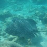 Spotted Eagle Ray off Peter Island BVI Spotted Eagle Ray off Peter Island BVI