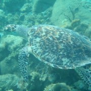Hawksbill Turtle off Peter Island BVI Hawksbill Turtle off Peter Island BVI