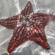 Cushion Sea Star British Virgin Islands