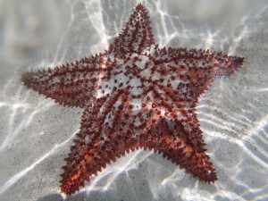 Cushion Sea Star British Virgin Islands