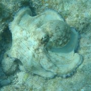 Caribbean Reef Octopus British Virgin Islands