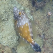 White Spotted Filefish BVI White Spotted Filefish BVI