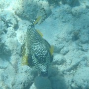 Smooth Trunk Fish British Virgin Islands