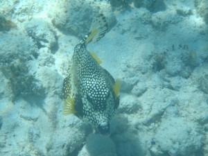 Smooth Trunk Fish British Virgin Islands
