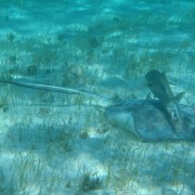 Bar Jack shadow feeding with a Southern Sting Ray British Virgin Islands Bar Jack shadow feeding with a Southern Sting Ray British Virgin Islands