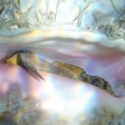Conch peering out of it's shell Conch peering out of it's shell