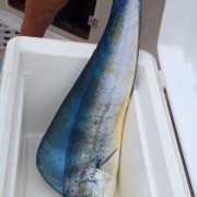 Dorado freshly caught from Pacific Wave