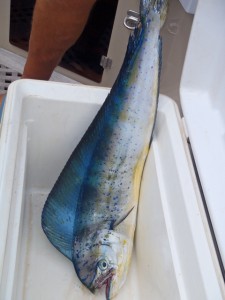 Dorado freshly caught from Pacific Wave