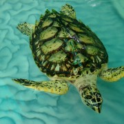 Hawksbill Turtle Bequia the Grenadines