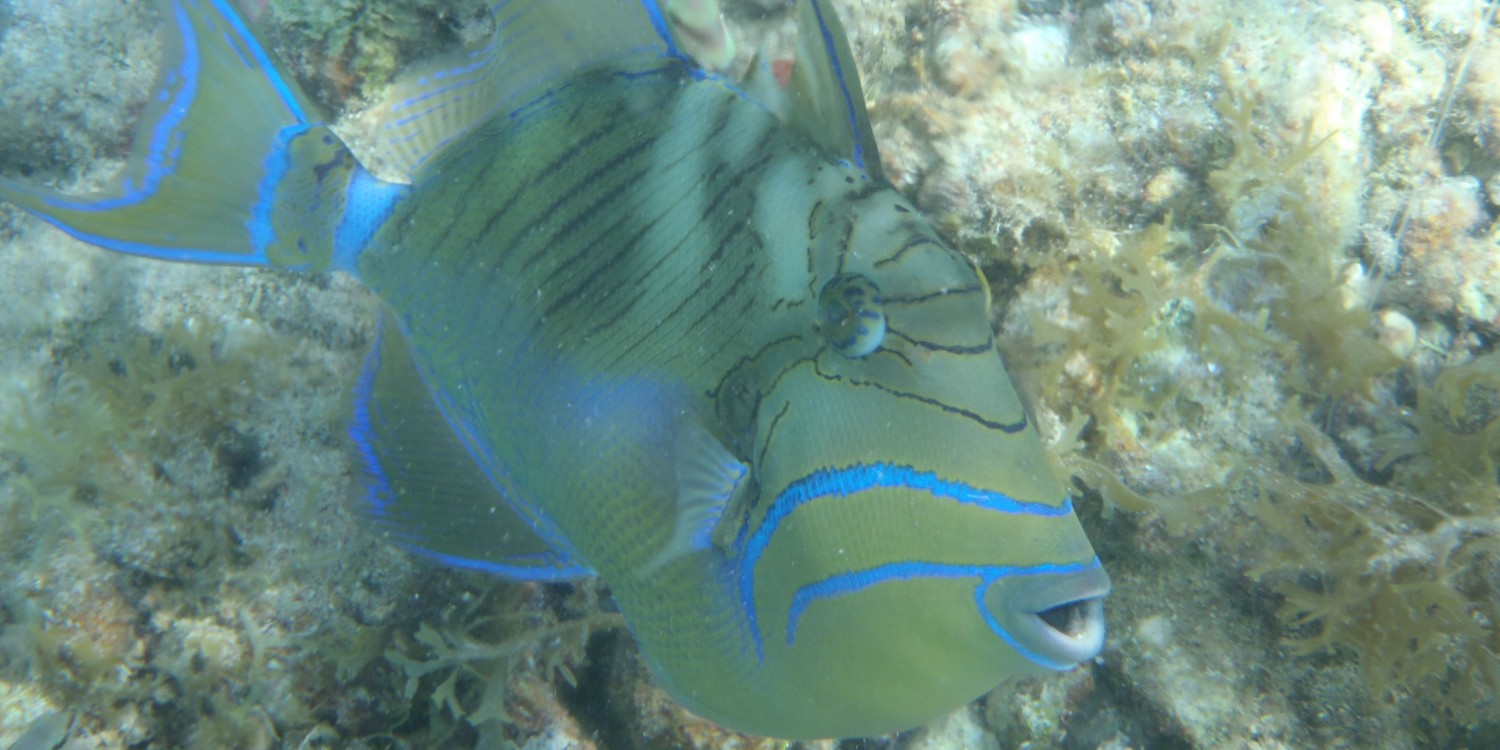 Pacific Wave Snorkeling Queen Trigger Fish Pacific Wave Snorkeling Queen Trigger Fish