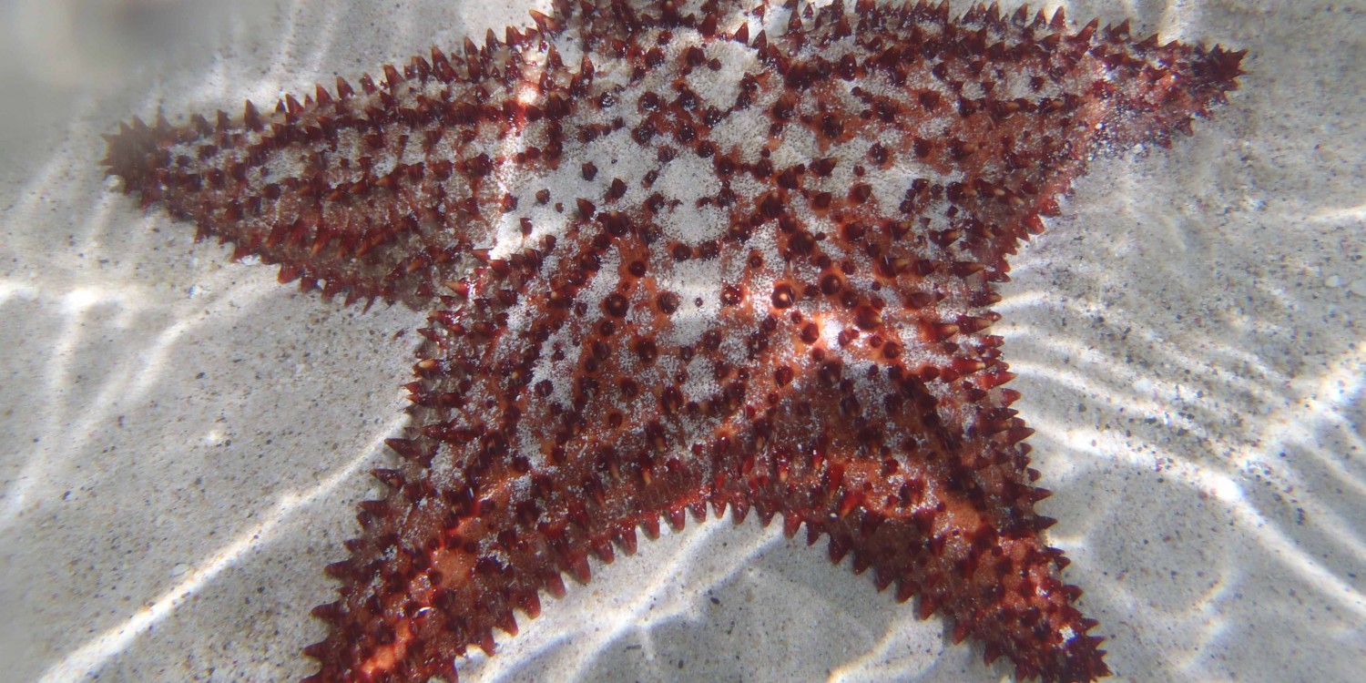 Snorkeling from Pacific Wave Large Cushion Star Snorkeling from Pacific Wave Large Cushion Star