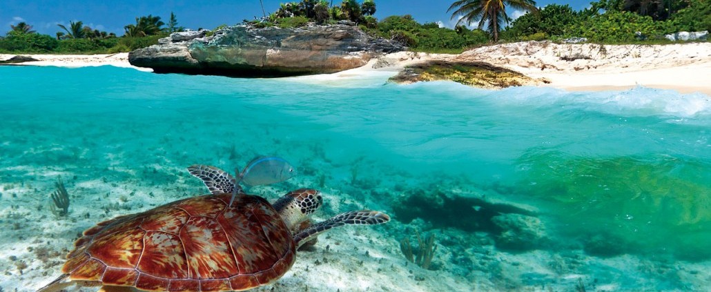 Swimming with Turtles in the Caribbean