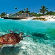 Swimming with Turtles in the Caribbean