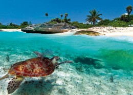 Swimming with Turtles in the Caribbean
