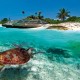 Swimming with Turtles in the Caribbean