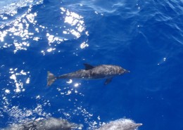 Dolphins seen off Guana Island BVI