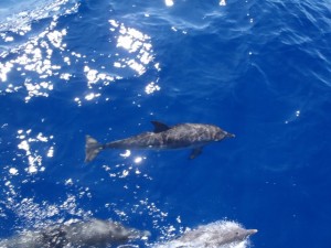 Dolphins seen off Guana Island BVI