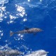 Dolphins seen off Guana Island BVI