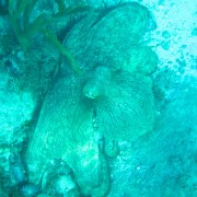 Caribbean Reef Octopus Peter Island BVI