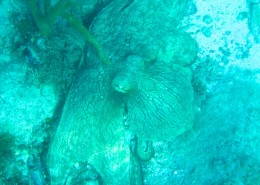 Caribbean Reef Octopus Peter Island BVI