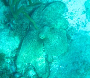 Caribbean Reef Octopus Peter Island BVI