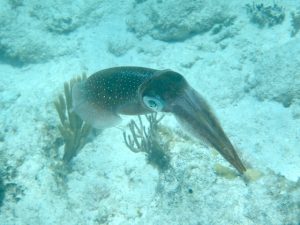 Caribbean Reef Squid in the BVI