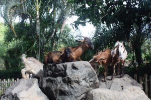 Goats Galore in the BVI