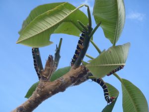 Caribbean Hawk Moth Caterpillars Munching at a Frangipani Tree post Irma