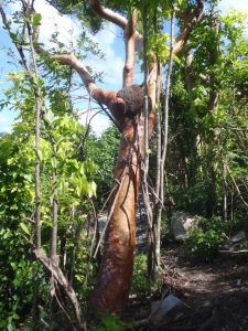 Turpentine Tree with Termites survived Irma